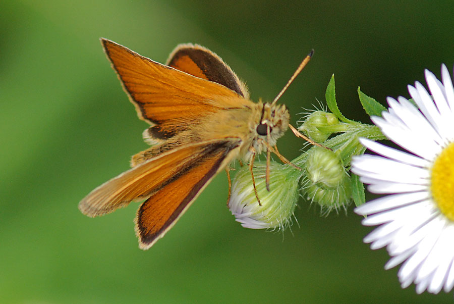 Thymelicus lineola ?